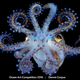 Illustration for article titled The Best Underwater Photographs of 2016 Are Out of This World
